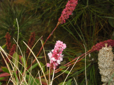 Podzimní odkvétání