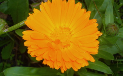 Měsíček nebo sluníčko?