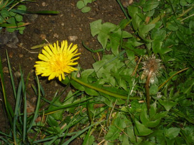 Kveteme i odkvétáme