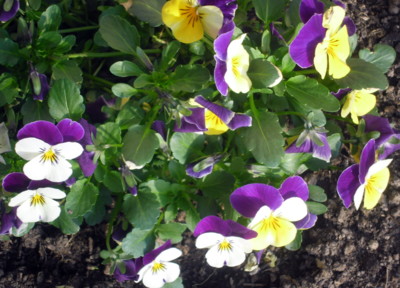 Jsme malé, ale krásné