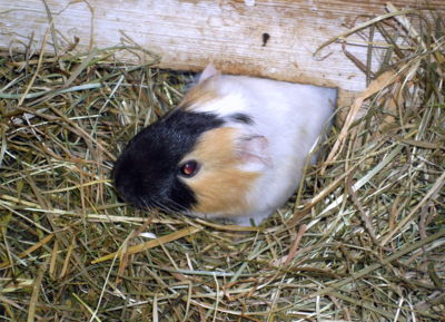 Pomóóóc, nemůžu prolézt...