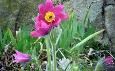 I u nás už rozkvetla