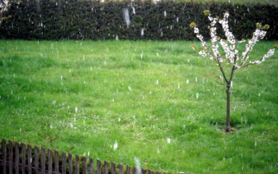 A sněžilo nám do květů...