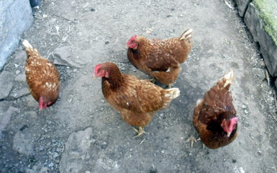 Slepičí obkročák