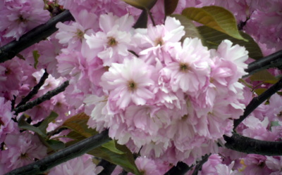 Růžová oáza před obchodním centrem