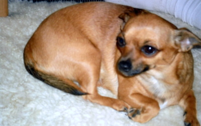 To je psí život, a ještě to vedro venku, že by psa nevyhnal