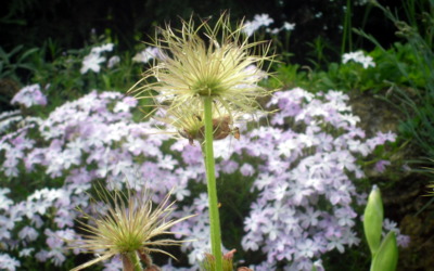 I odkvetlá jsem krásná