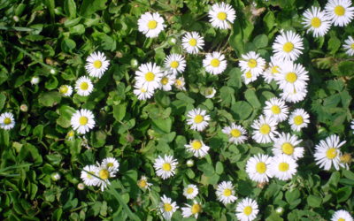 Taky se nám říká "chudobky", ale posuďte sami,  jsme přece sedmikrásky, nebo ne?