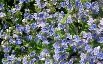 Modrá je pořád dobrá