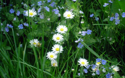 Sedmikrásky, zařaďte se!