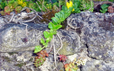 Přírodní symbióza