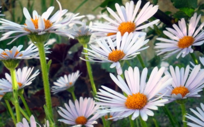 Ještě jednou kopretinky