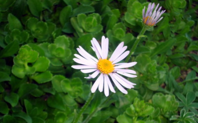 Brzy budu mít společnost