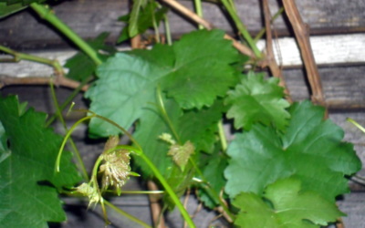 Jak se rodí vinný list