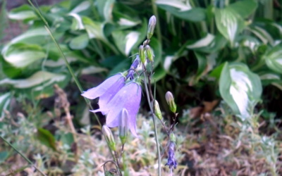 Zvonkohra v zahradě