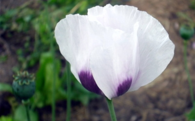 Něžný květ makový