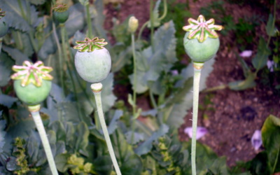 Když makovičky zrály