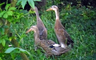 Kachní "běžci"  v zahradě
