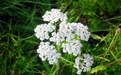 Léčivý řebříček