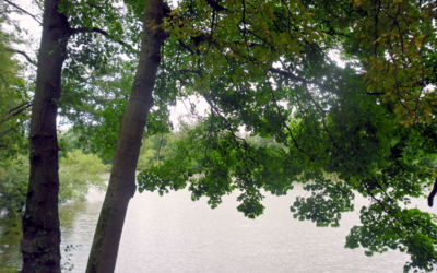 Pozdní léto u žinkovského rybníka