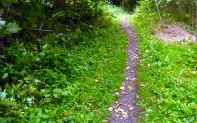 Cestička do lesíčka...