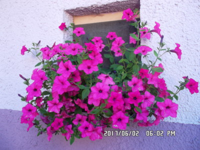 když rozkvete okno na kolně...