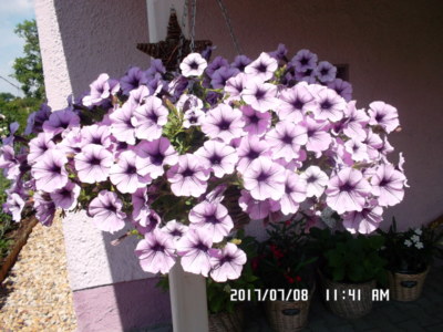 radost ze zahrádky...