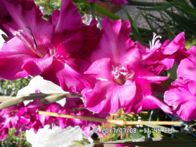 Když rozkvetou gladioly