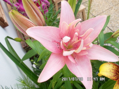 a jedna růžová...