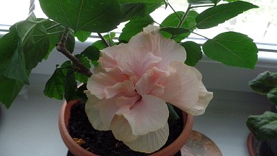 Dnes kvetu zítra už tu nebudu.