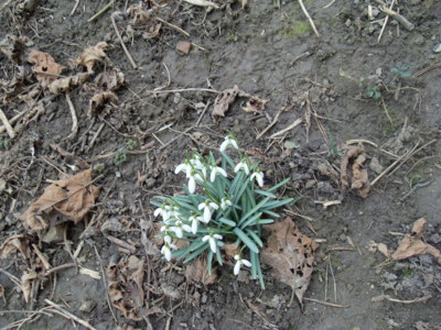 V Boskovicích také kvetou...