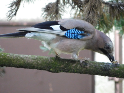 Obědvající  sojka