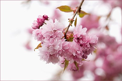 Sakura