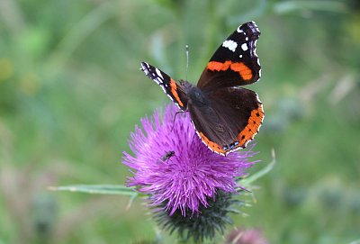 Motýl Babočka s kamarádkou