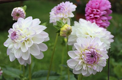 Můžou být i Jiřinky ?