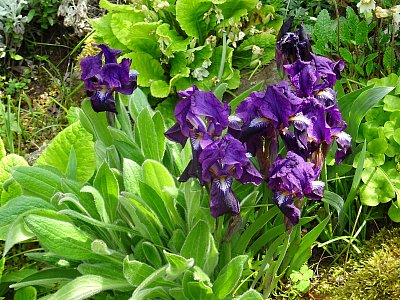 Sibiřský kosatec...