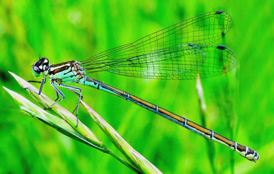 Šidélko kroužkované......snad
