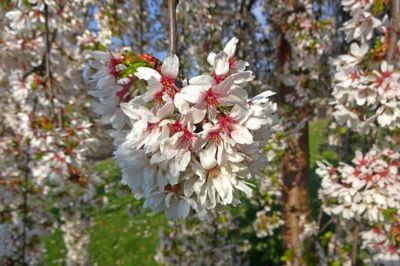 Sídlištní poezie (2)