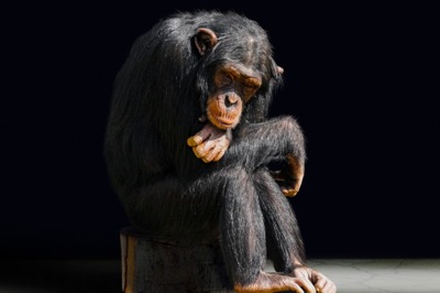 Šimpanz učenlivý.jpg