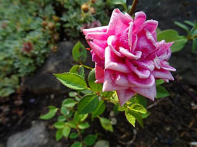 Skalková minirůžička...