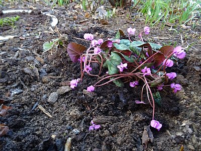 Skalkový brambořík...