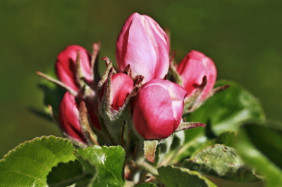 Snad jablíčka budou