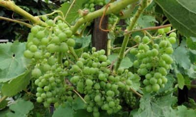 Snad v tom horku dozraje i na Vysočině