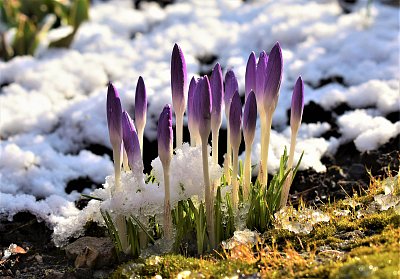 Jaro se hlásí o slovo.