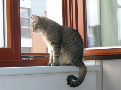 Na okně seděla kočka *