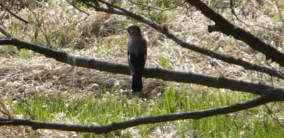 Krakonošova sojka - žalobnice