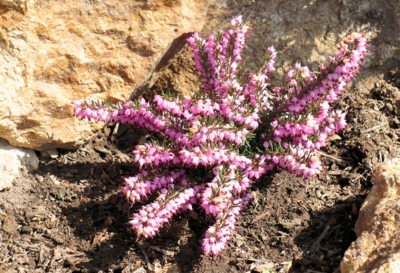 Sotva slezla sníh..