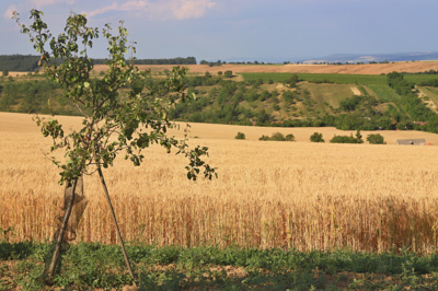 Stojí hruška v širém poli