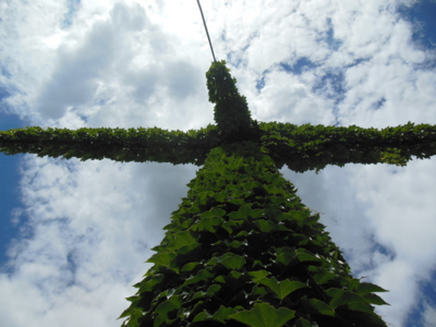 Plivník nebo hejkal?