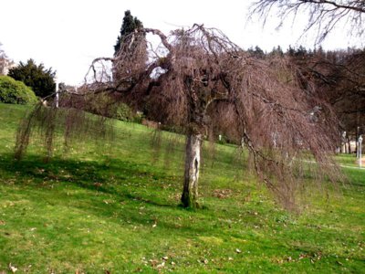 Jarní bříza v M.L.